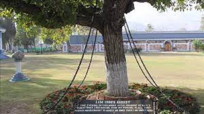 Why Is A Tree Imprisoned In Chains!

