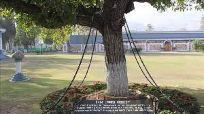 Why Is A Tree Imprisoned In Chains!