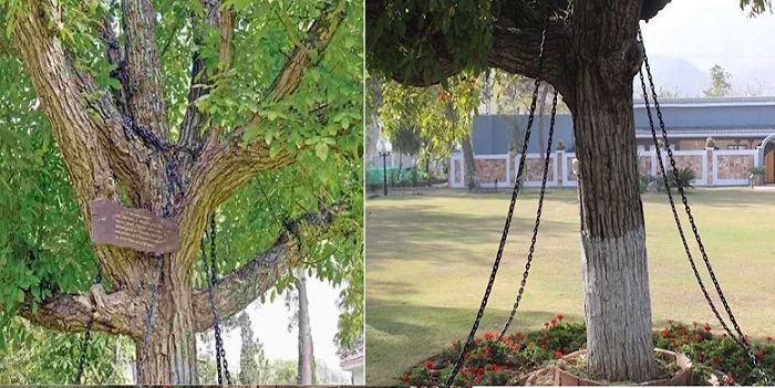 Why Is A Tree Imprisoned In Chains?