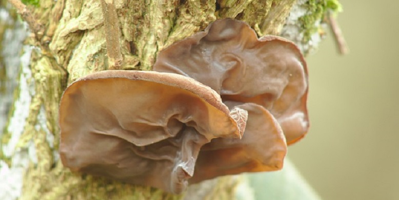 Auricularia Auricula -readroj
