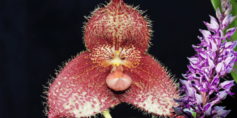 Dracula Simia - Monkey Orchid