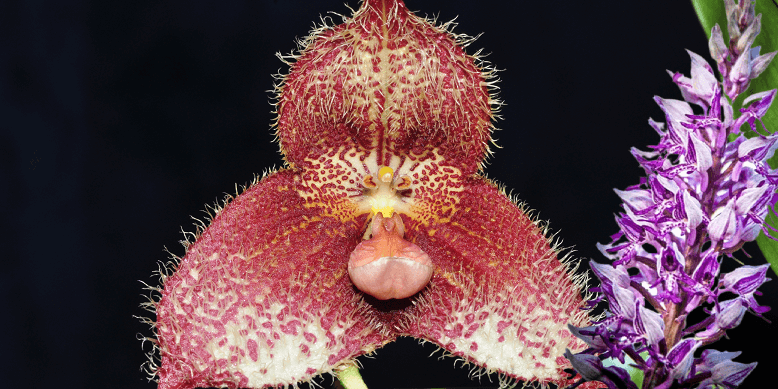 Dracula Simia - Monkey Orchid 