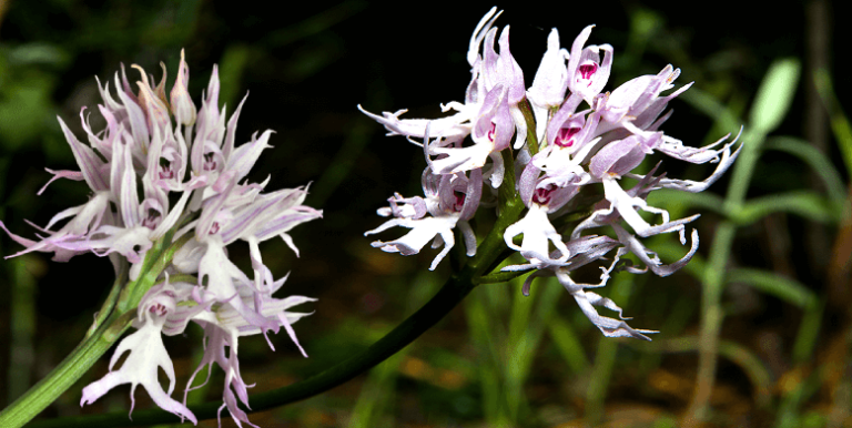 Orchis Italica - Naked Man Orchid