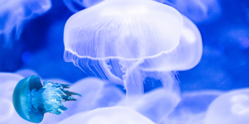 The Immortal Jellyfish: Nature’s Secret to Eternal Life