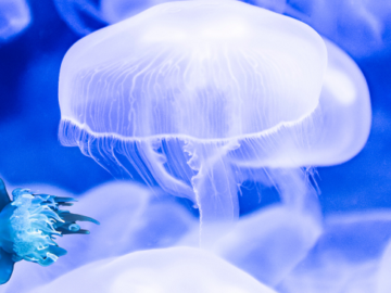 The Immortal Jellyfish: Nature’s Secret to Eternal Life