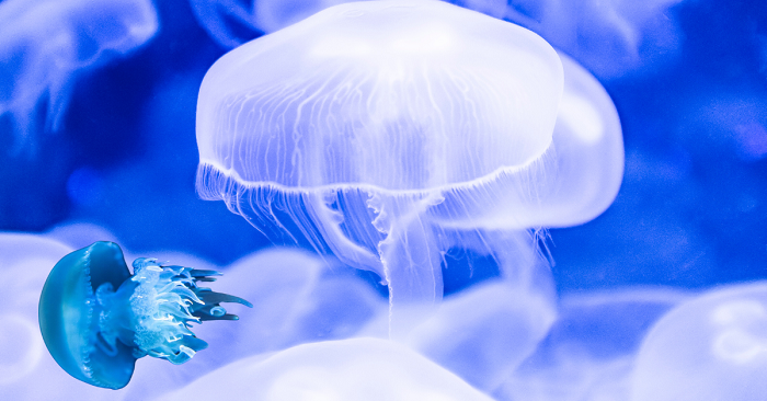 The Immortal Jellyfish: Nature’s Secret to Eternal Life